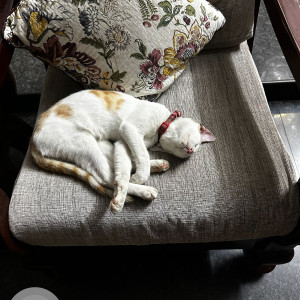 A White-Brown Mix Short hair Cat Missing from Besant Nagar, Chennai-3