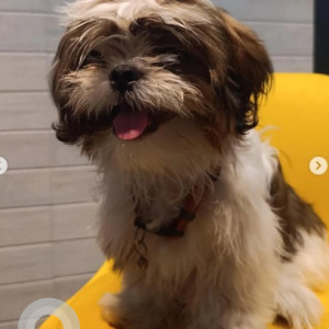 A White-Brown Mix Shih Tzu Dog Missing from Wilson Garden, Bengaluru