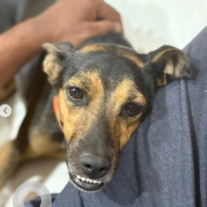 A Black and Brown Indie Dog Found from Shanthala Nagar, Bengaluru