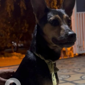 A Black and Brown Indie Dog Found from Shanthala Nagar, Bengaluru-2