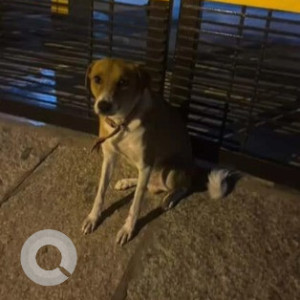 A White-Brown Mix Indie Dog Found from Subramanyapura, Bengaluru