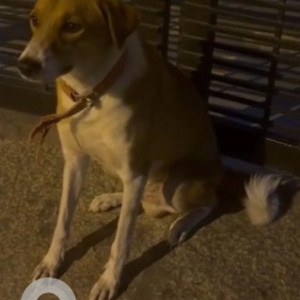 A White-Brown Mix Indie Dog Found from Subramanyapura, Bengaluru-2