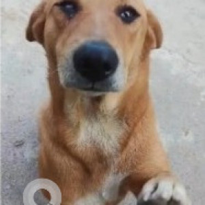 A White-Brown Mix Indie Dog Missing from Jayanagar, Bengaluru