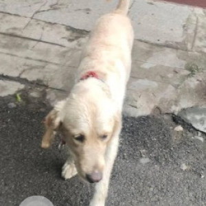 A White Golden Retriever Lab mix Dog Found from Dooravaninagar, Bengaluru-2