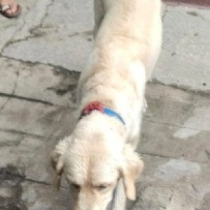 A White Golden Retriever Lab mix Dog Found from Dooravaninagar, Bengaluru-3