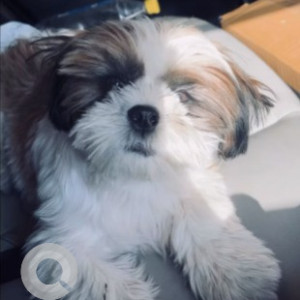A White-Brown Mix Shih Tzu Dog Missing from Matiala, New Delhi