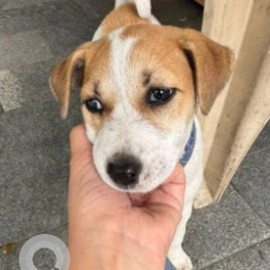 A White-Brown Mix Indie Dog Found from Mahalakshmipuram, Bengaluru-3