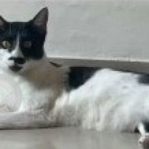 A Black and White Indie Cat Missing from Madiwala, Bengaluru-2