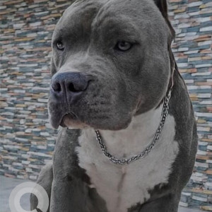 A Grey American Bully Dog Missing from Sector 81, Noida