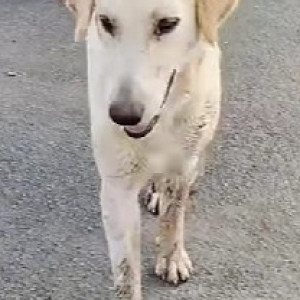 A White Golden Retriever Dog Found from Hadapsar, Pune-2