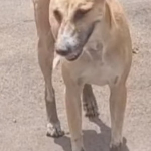 A White Indie Dog Missing from Kasarvadavli, Thane-2