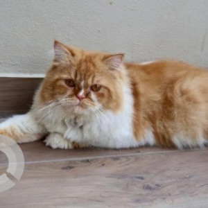 A White-Brown Mix Persian Cat Cat Missing from Victoria Layout, Bengaluru-2