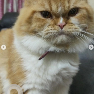 A White-Brown Mix Persian Cat Cat Missing from Victoria Layout, Bengaluru-3