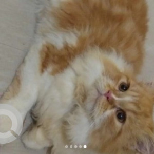 A White-Brown Mix Persian Cat Cat Missing from Victoria Layout, Bengaluru-4