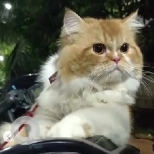 A White-Brown Mix Persian Cat Cat Missing from Victoria Layout, Bengaluru