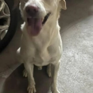 A White Labrador Dog Found from Begur, Bengaluru-2