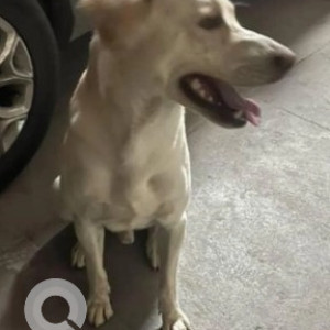 A White Labrador Dog Found from Begur, Bengaluru-3