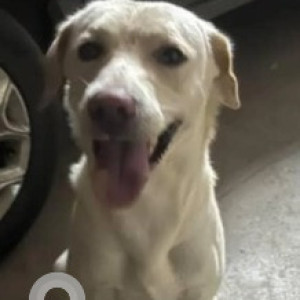 A White Labrador Dog Found from Begur, Bengaluru