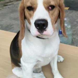 A Black and White Beagle Dog Missing from Baiyyappanahalli, Bengaluru-2
