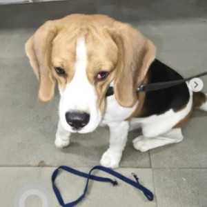 A Black and White Beagle Dog Missing from Baiyyappanahalli, Bengaluru