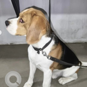 A Black and White Beagle Dog Missing from Baiyyappanahalli, Bengaluru-3