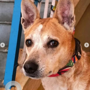 A White-Brown Mix Indie Dog Missing from Avalahalli, Bengaluru