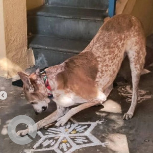A White-Brown Mix Indie Dog Missing from Avalahalli, Bengaluru-3
