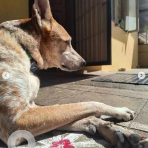 A White-Brown Mix Indie Dog Missing from Avalahalli, Bengaluru-2