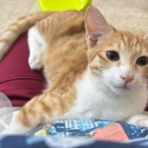 A White-Brown Mix Indie Cat Missing from New Tippasandra, Bengaluru-2