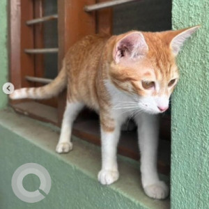 A White-Brown Mix Indie Cat Missing from New Tippasandra, Bengaluru