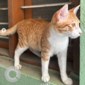 A White-Brown Mix Indie Cat Missing from New Tippasandra, Bengaluru-3