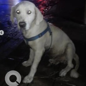 A White Golden Retriever Dog Found from Shaneshwara Temple, Wilson Garden
