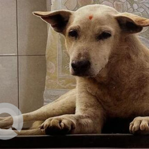 A White Indie Dog Found from Lodhi Colony, New Delhi