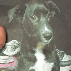 A Black and White Indie Dog Missing from GTB Nagar, New Delhi