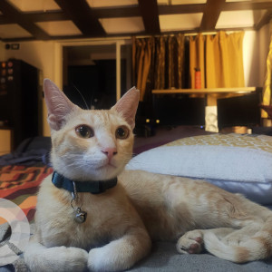 A Orange Indie Cat Missing from Yeswanthpur, Bengaluru
