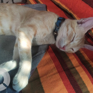 A Orange Indie Cat Missing from Yeswanthpur, Bengaluru-3