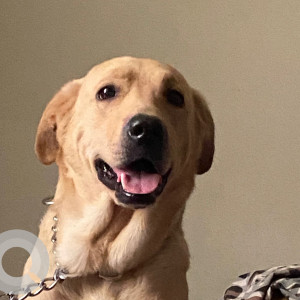 A Golden labrador retriever Dog Missing from Kahrai, Agra-3