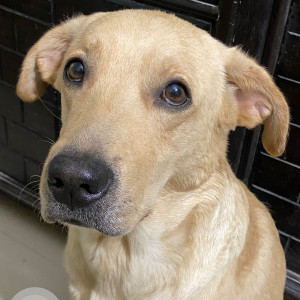 A Golden labrador retriever Dog Missing from Kahrai, Agra-2