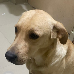 A Golden labrador retriever Dog Missing from Kahrai, Agra
