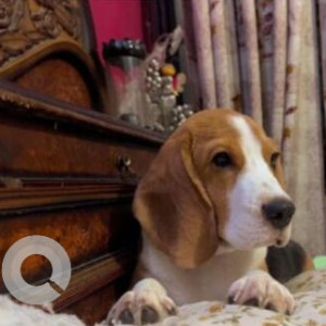 A White-Brown Mix Beagle Dog Missing from Dilshad Garden, New Delhi