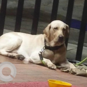 A Golden Labrador Dog Found from J. P. Nagar, Bengaluru-2