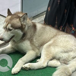 A White-Brown Mix Husky Dog Found from Pitampura, New Delhi
