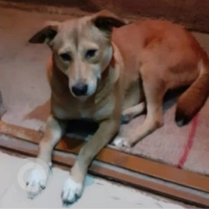 A White-Brown Mix Indie Dog Missing from Kodihalli, Bengaluru