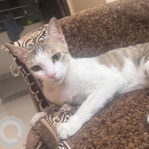A White and Grey Indie Cat Missing from Karmachari Nagar, Ahmedabad