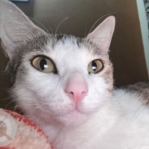 A White and Grey Indie Cat Missing from Karmachari Nagar, Ahmedabad-3