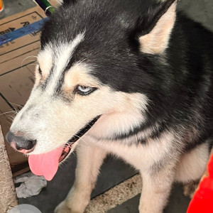 A Black and White Husky Dog Found from Sagar Pur, New Delhi