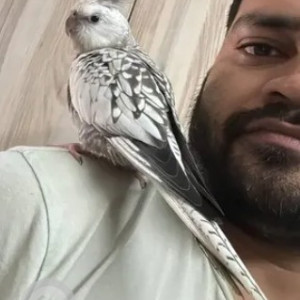 A White and Grey Cockatiel Bird Missing from Munekolala, Bengaluru