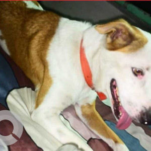A White-Brown Mix Indie Dog Missing from Trilokpuri, New Delhi