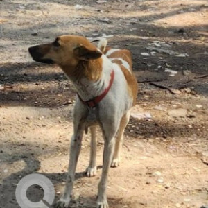 A White-Brown Mix Indie Dog Found from Iblur, Bengaluru
