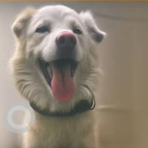 A White Pomeranian Dog Found from Zone 13 Adyar, Chennai
